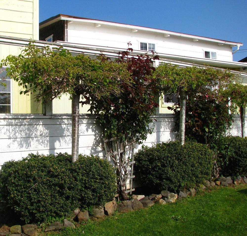 Pacific City Inn Extérieur photo